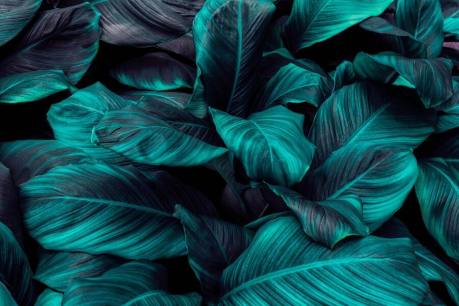 Exuberante follaje tropical en tonos vibrantes