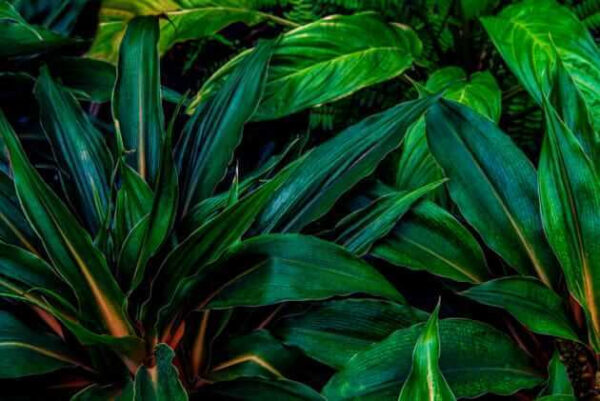 Exuberantes hojas tropicales de un verde vibrante Exuberantes hojas tropicales de un verde vibrante