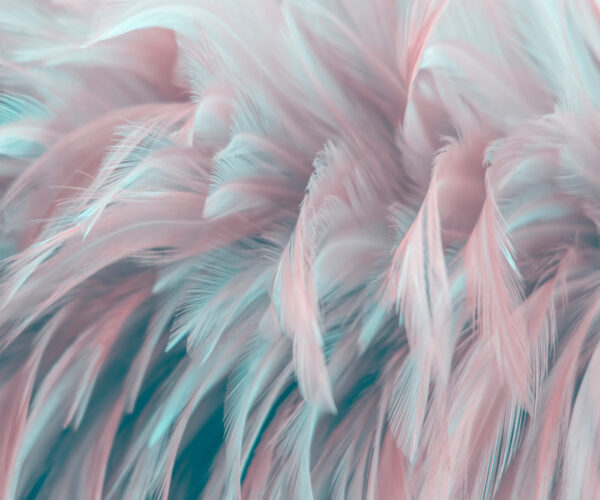 Delicadas plumas en colores suaves. Delicadas plumas en colores suaves.