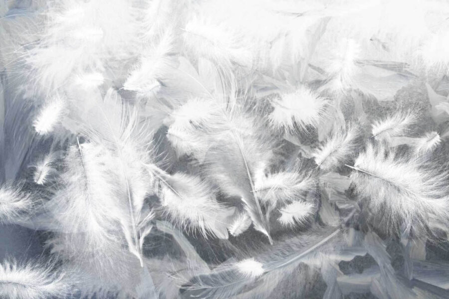 Plumas blancas en una ventana