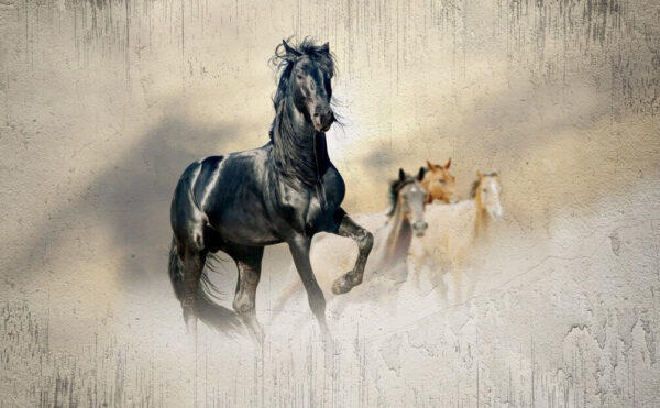 Caballo negro corriendo al viento Caballo negro corriendo al viento