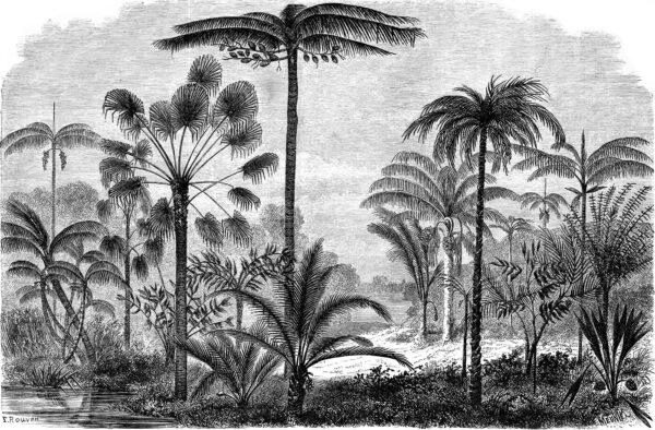 Dibujo en blanco y negro de palmeras Dibujo en blanco y negro de palmeras
