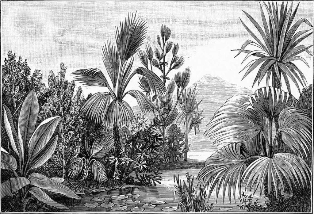 u52597p 1024x698 - Dibujo en blanco y negro de un bosque tropical - tegory