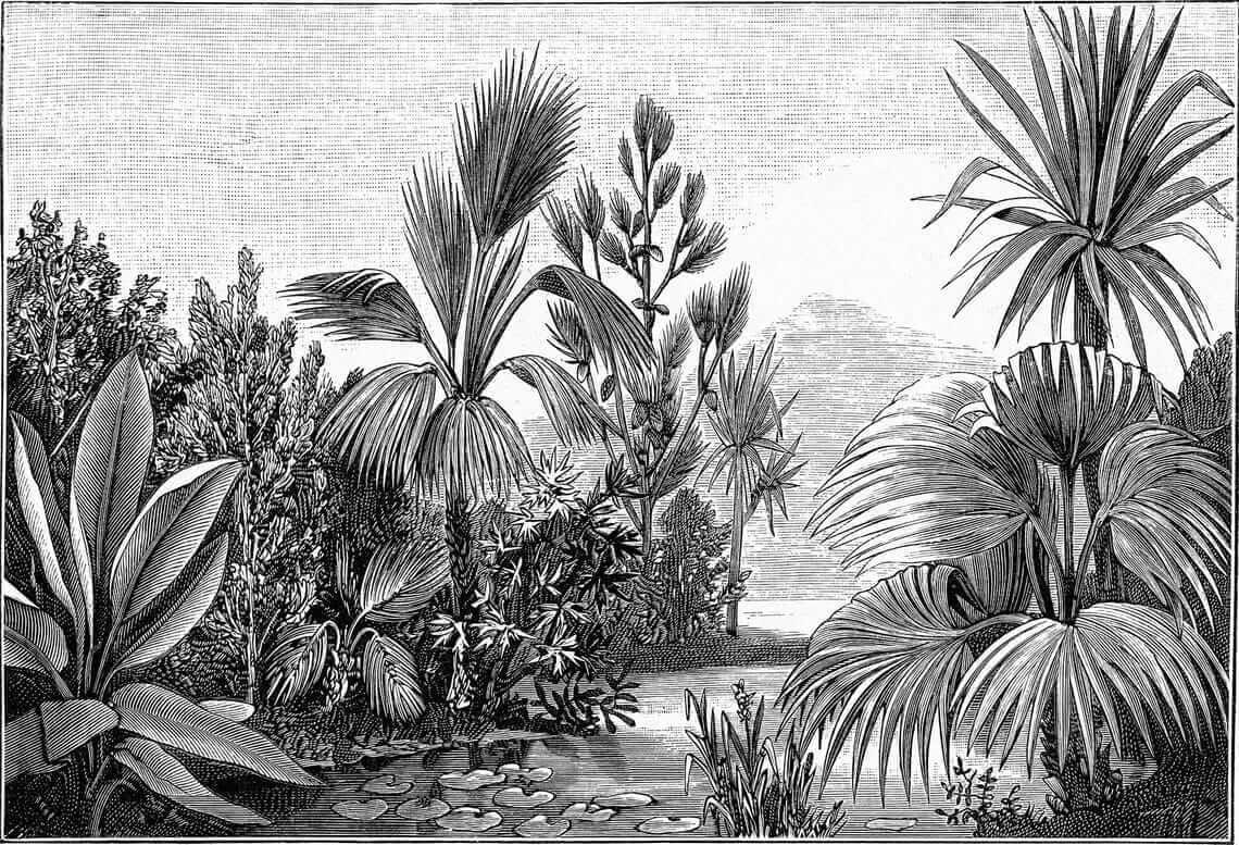 u52597p - Dibujo en blanco y negro de un bosque tropical - tegory