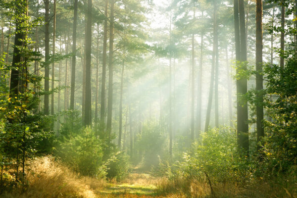 Path through a forest with trees and bushes