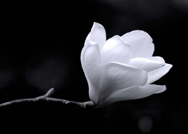 Flor blanca en una rama Flor blanca en una rama