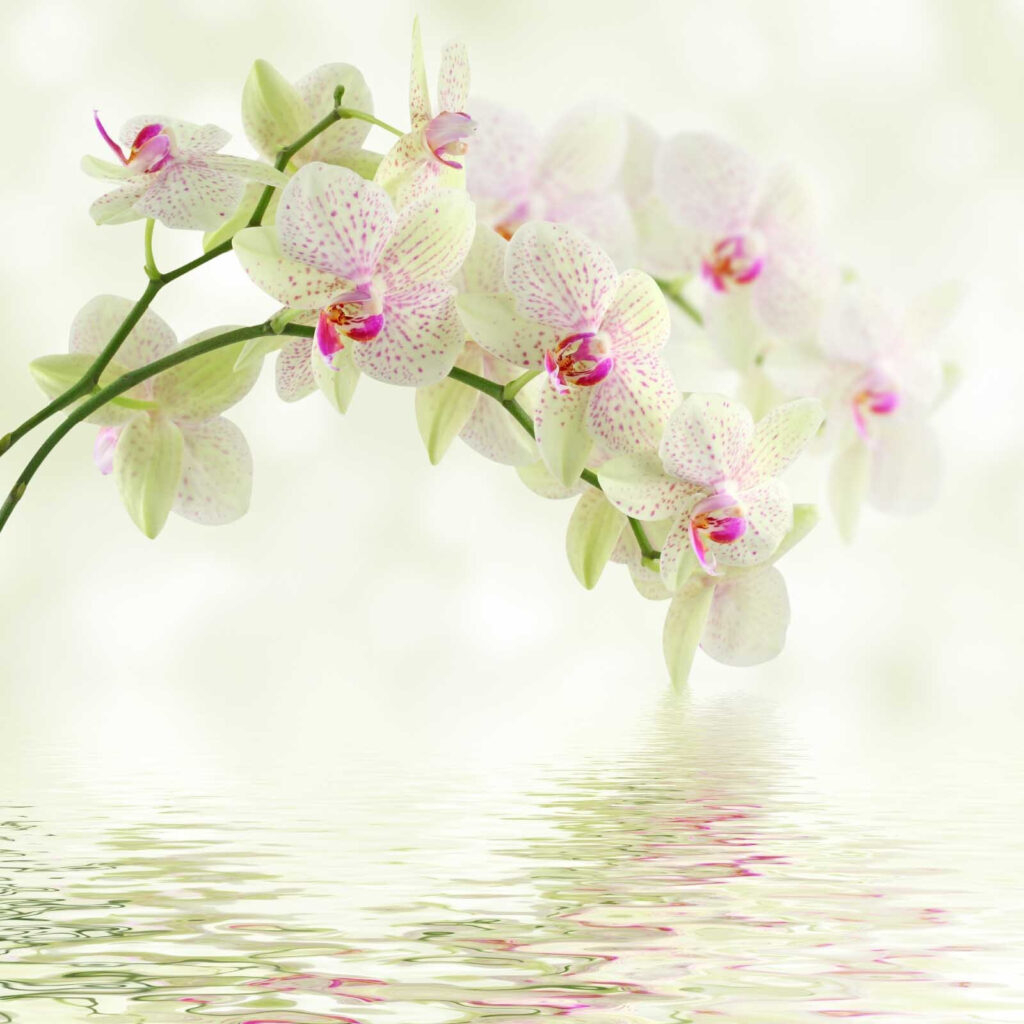 Delicadas orquídeas sobre agua mansa Delicadas orquídeas sobre agua mansa