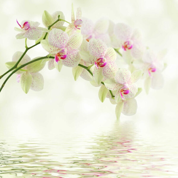 Delicadas orquídeas sobre agua mansa Delicadas orquídeas sobre agua mansa