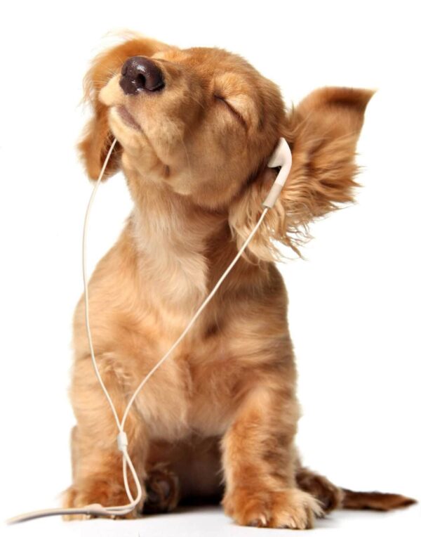 Perro con auriculares Perro con auriculares