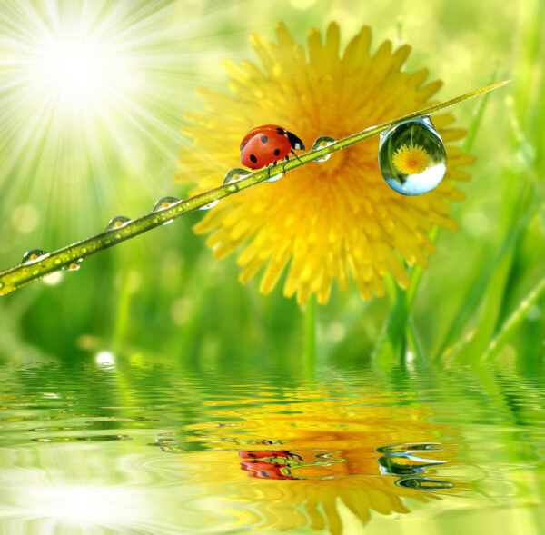 Mariquita sobre una brizna de hierba con gotas de agua Mariquita sobre una brizna de hierba con gotas de agua