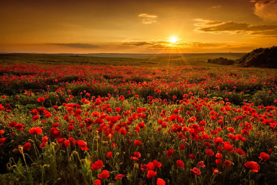 Campo de flores rojas