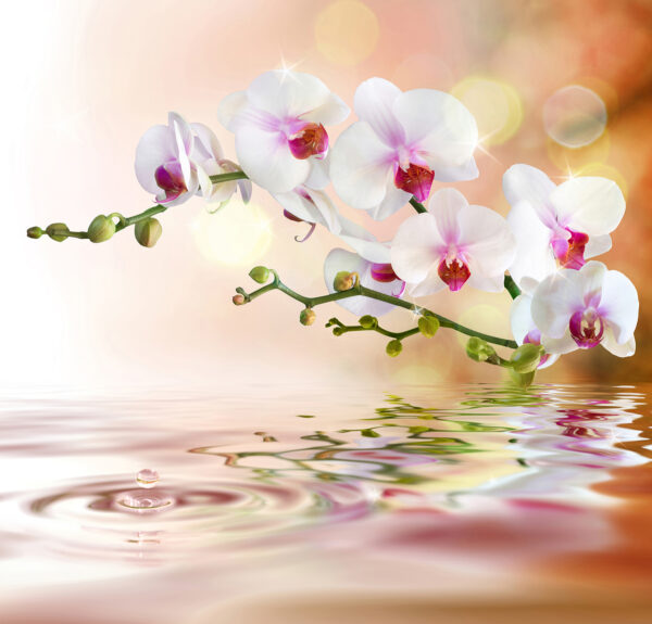 Orquídeas blancas en una rama con ondas de agua Orquídeas blancas en una rama con ondas de agua