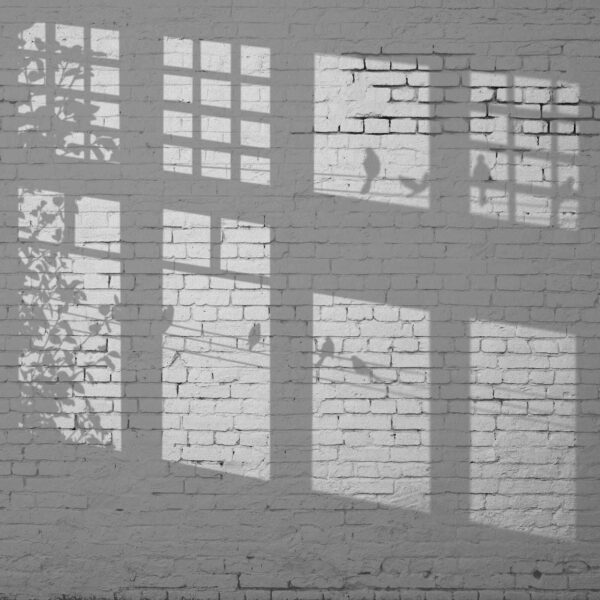 Pared con ventanas y sombra de pájaros Pared con ventanas y sombra de pájaros