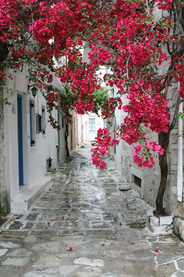 Callejón de piedra con flores rosas Callejón de piedra con flores rosas