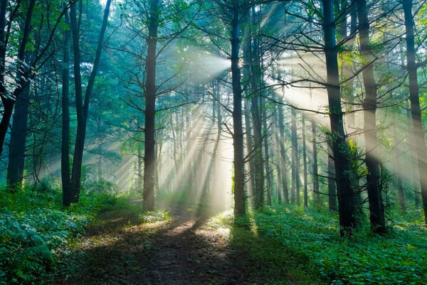 El sol brilla entre los árboles de un bosque El sol brilla entre los árboles de un bosque