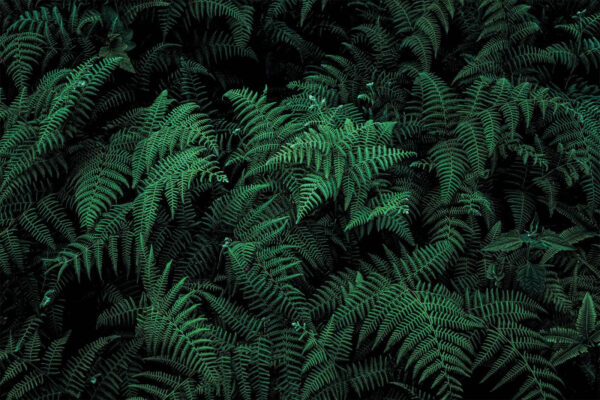 Exuberantes helechos en tonos verde intenso Exuberantes helechos en tonos verde intenso