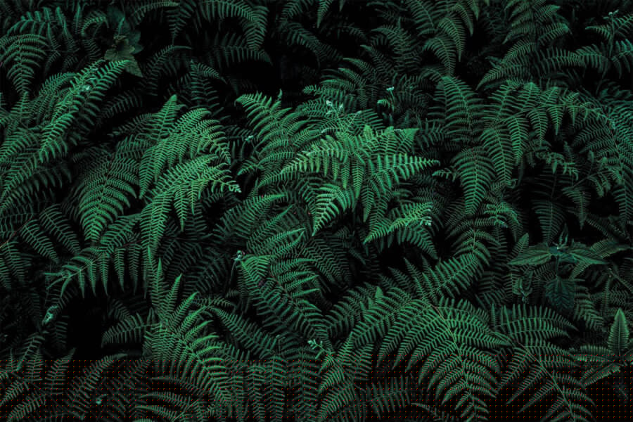 Exuberantes helechos en tonos verde intenso