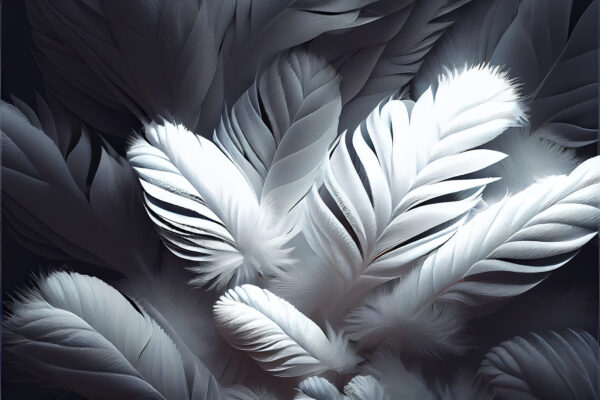 Grupo de plumas blancas Grupo de plumas blancas