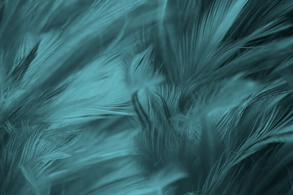 Suaves plumas de cerceta en suaves ondas. Suaves plumas de cerceta en suaves ondas.