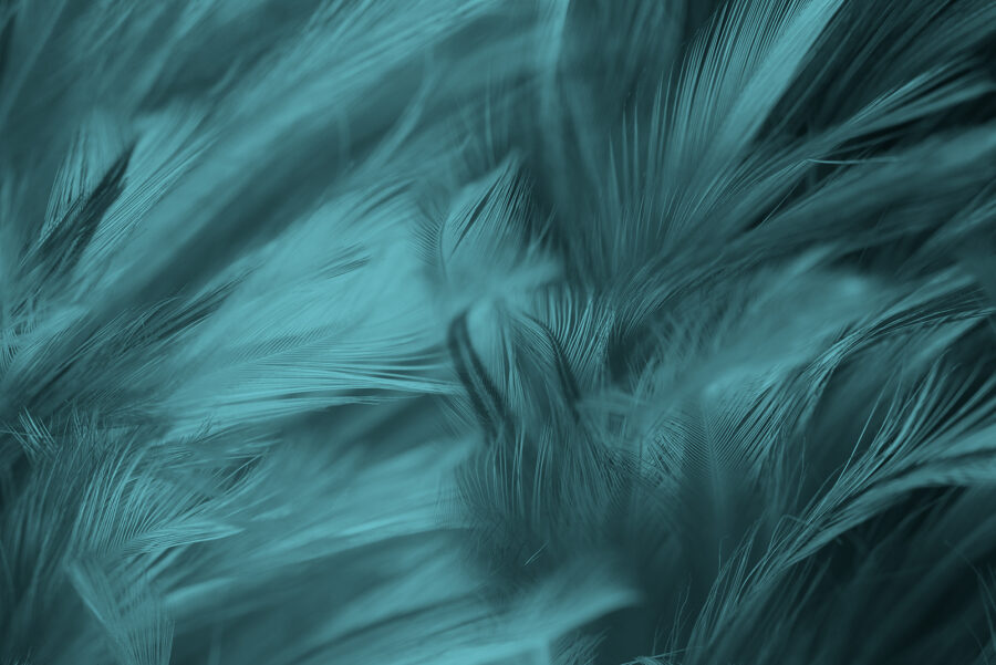 Suaves plumas de cerceta en suaves ondas. Suaves plumas de cerceta en suaves ondas.
