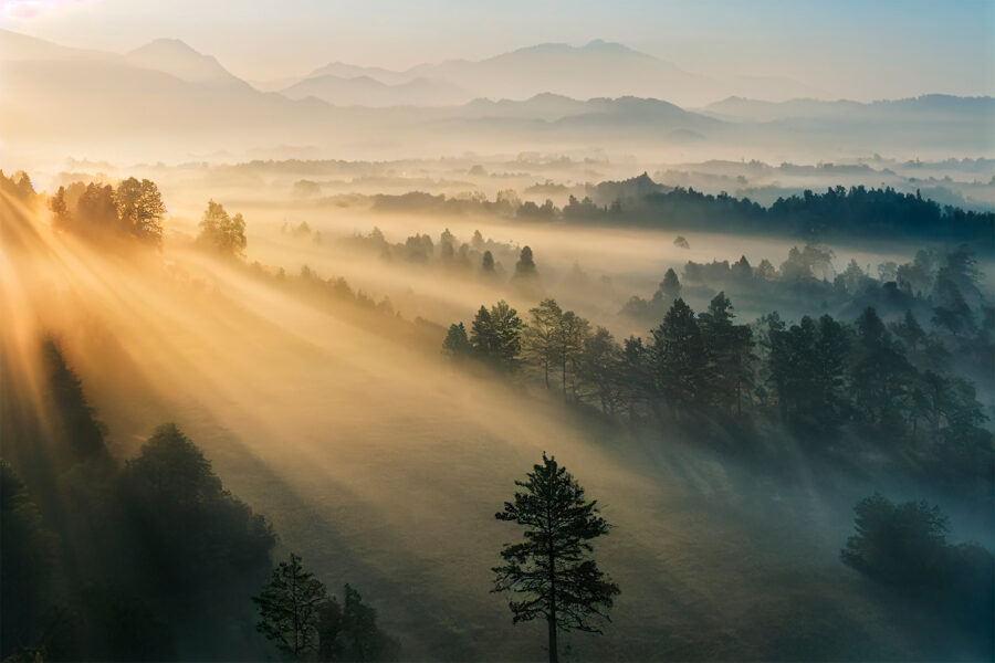 El sol brilla entre los árboles