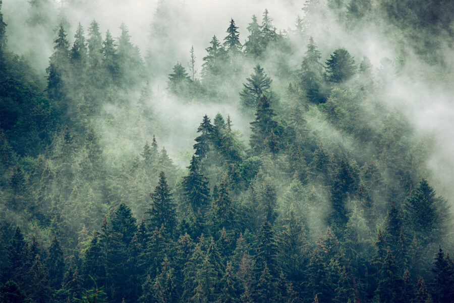 Bosque de árboles con niebla