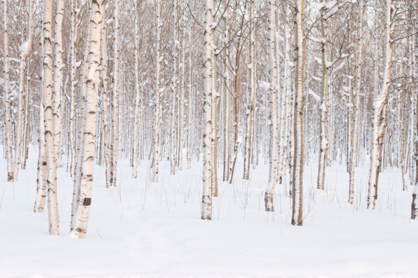 Grupo de árboles en un bosque nevado Grupo de árboles en un bosque nevado