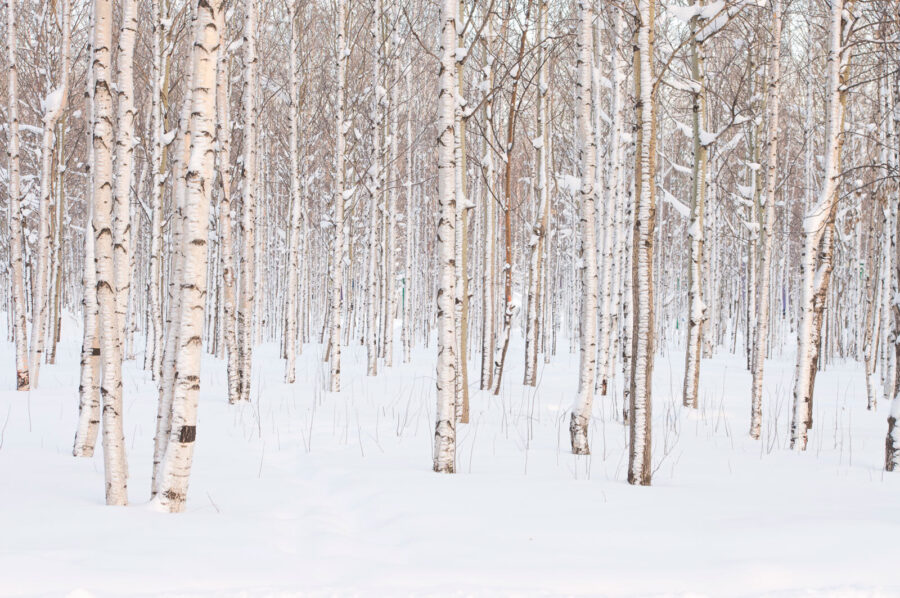 Grupo de árboles en un bosque nevado