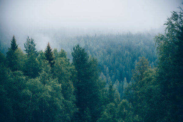 Bosque de árboles con niebla Bosque de árboles con niebla
