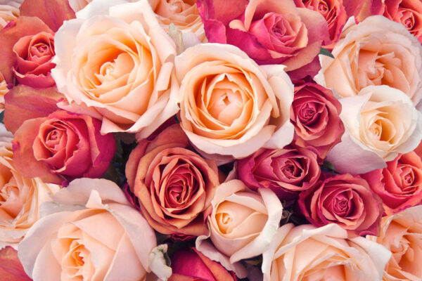 Grupo de rosas rosas y blancas Grupo de rosas rosas y blancas