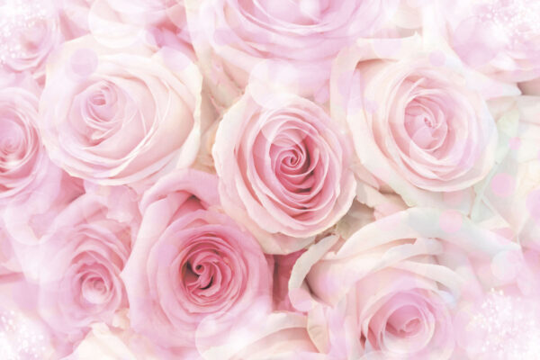 Grupo de rosas rosadas Grupo de rosas rosadas