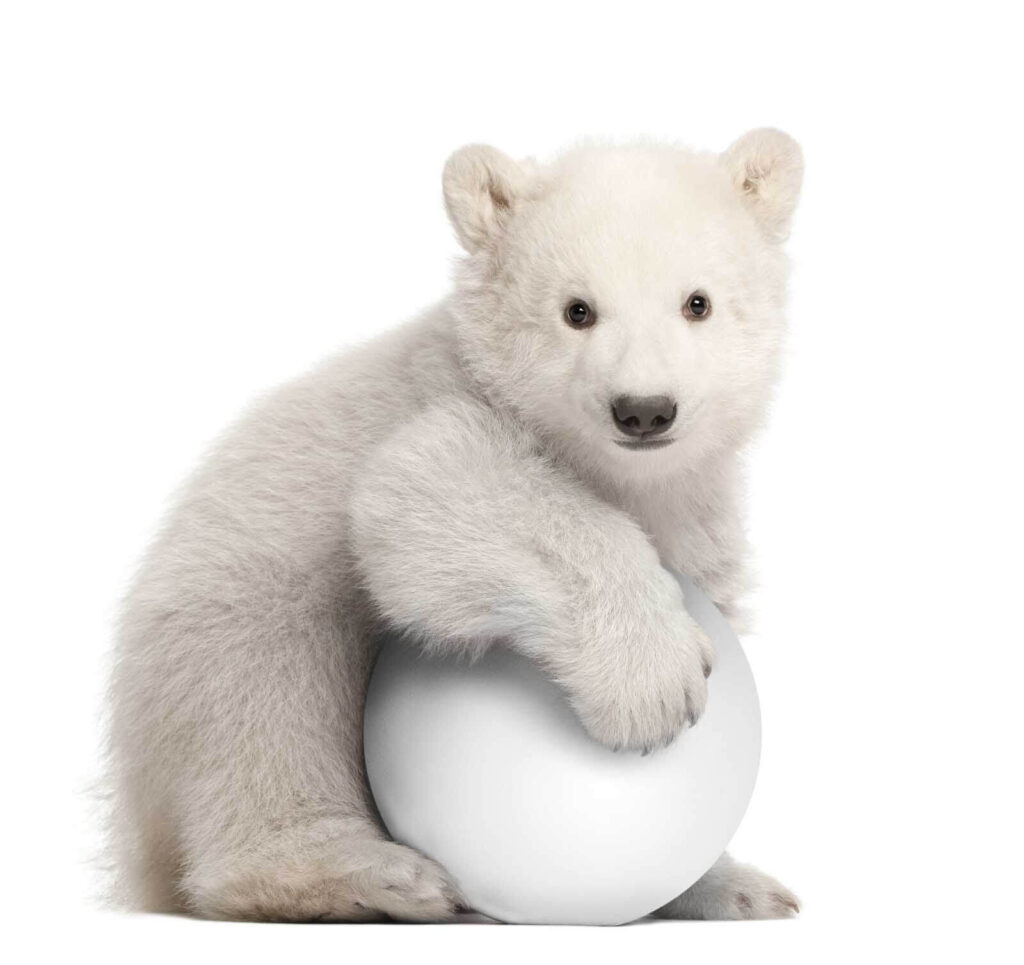 u77845p 1024x965 - Oso polar sosteniendo una pelota - tegory