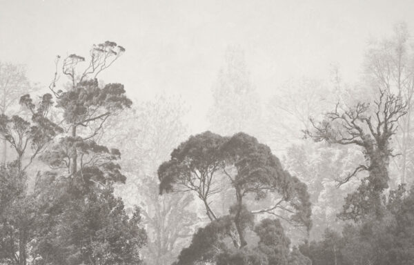 Grupo de árboles en la niebla u79824p 600x384 - Grupo de árboles en la niebla