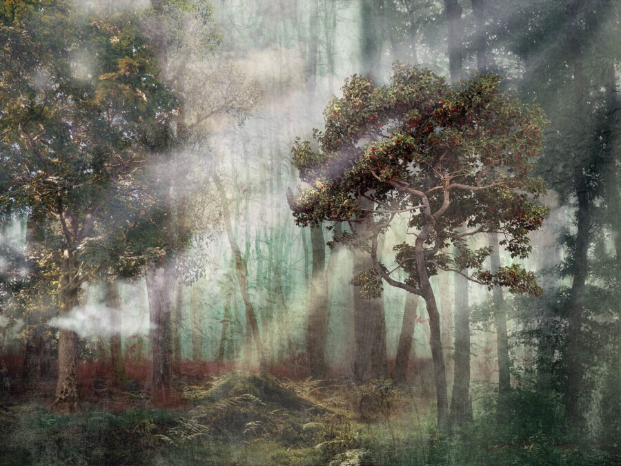 Bosque con árboles y niebla
