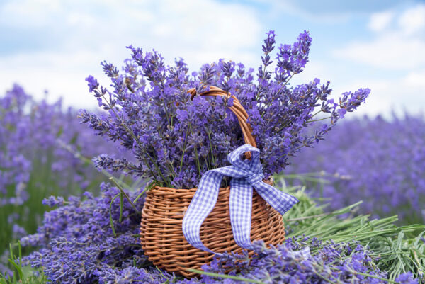Cesta de flores moradas Cesta de flores moradas
