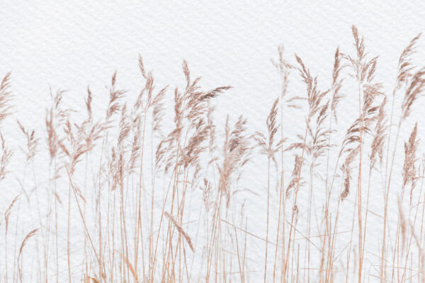Delicate grasses against a soft backdrop