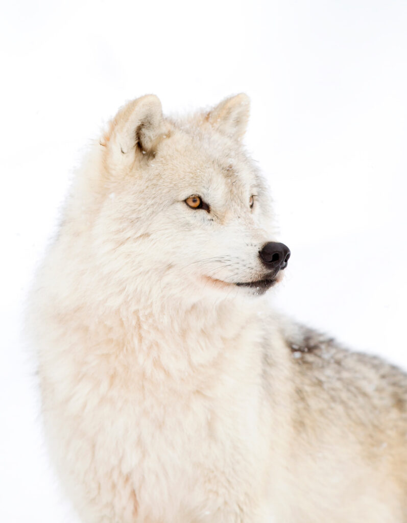 Un lobo blanco en la nieve Un lobo blanco en la nieve