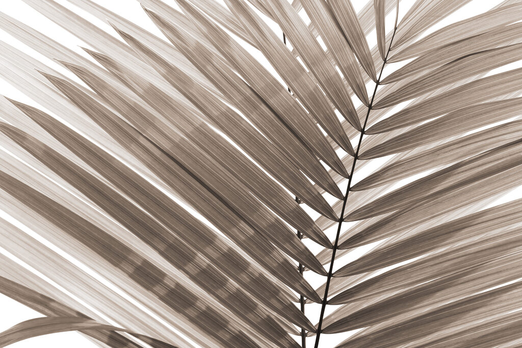 Elegantes hojas de palmera en tonos suaves Elegantes hojas de palmera en tonos suaves