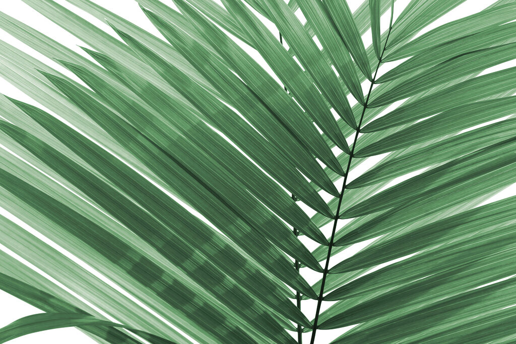 Exuberantes hojas de palmera verdes sobre blanco Exuberantes hojas de palmera verdes sobre blanco