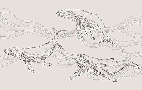 Un grupo de ballenas nadando en el agua Un grupo de ballenas nadando en el agua