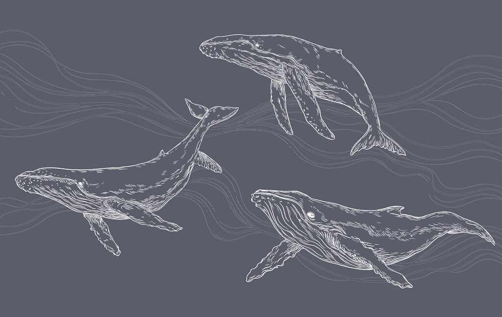 A group of whales swimming
