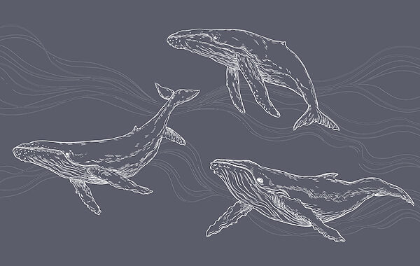 A group of whales swimming