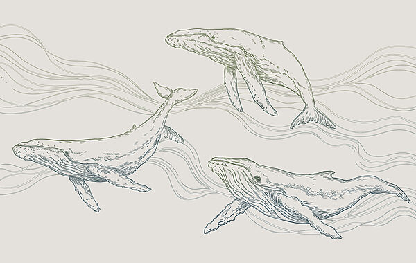 Un grupo de ballenas nadando en el agua Un grupo de ballenas nadando en el agua