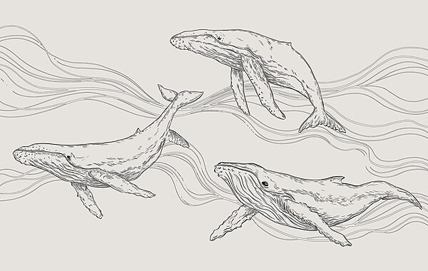 Un grupo de ballenas nadando en el agua Un grupo de ballenas nadando en el agua