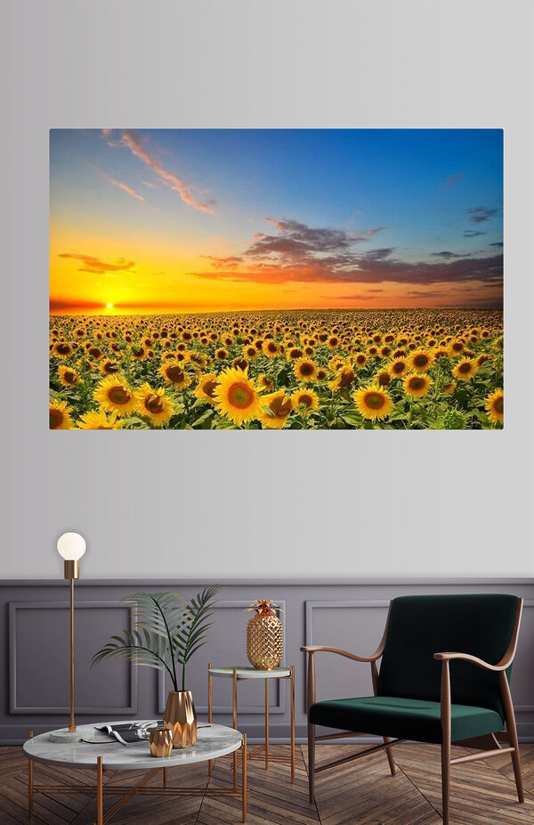 Cuadros Un campo de girasoles al atardecer