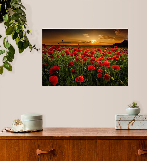 Cuadros Un campo de flores rojas (SKU: s05477) Cuadros Cuadros Un campo de flores rojas (SKU: s05477)