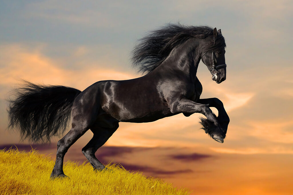 A black horse jumping in the air