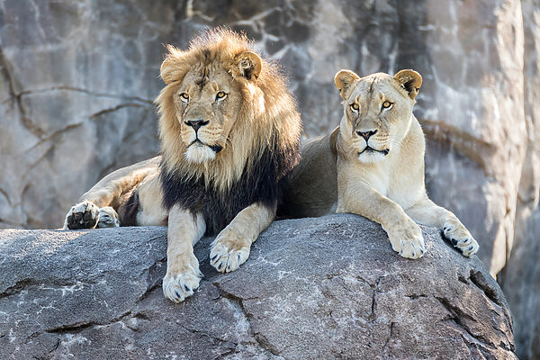 A couple of lions lying on a rock
