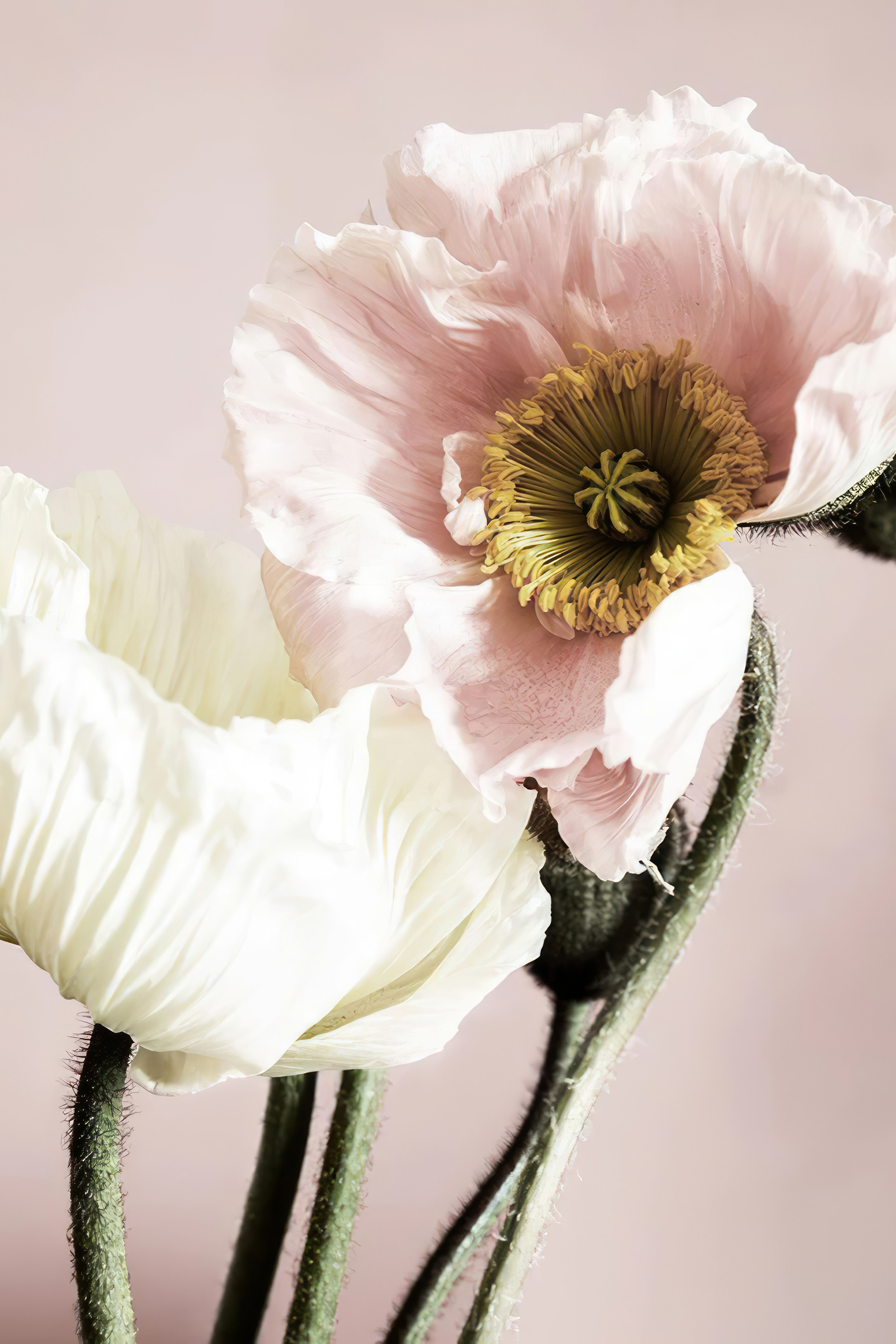 A close up of a flower