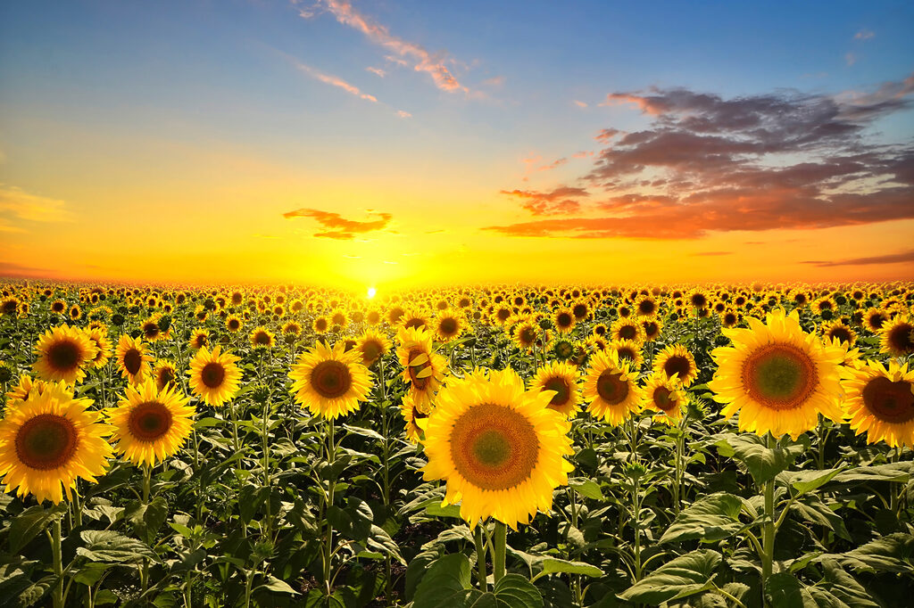 A field of sunflowers and a sunset A field of sunflowers and a sunset